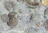 Ammonite Fossil Slab - Marston Magna Marble #63493-1